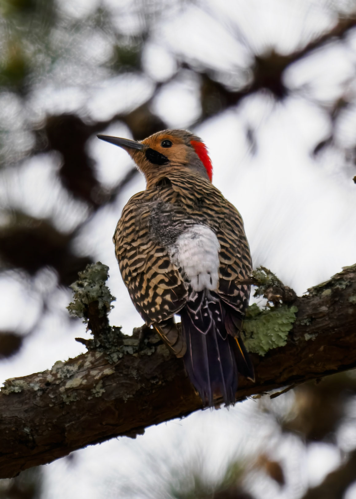 Northern Flicker