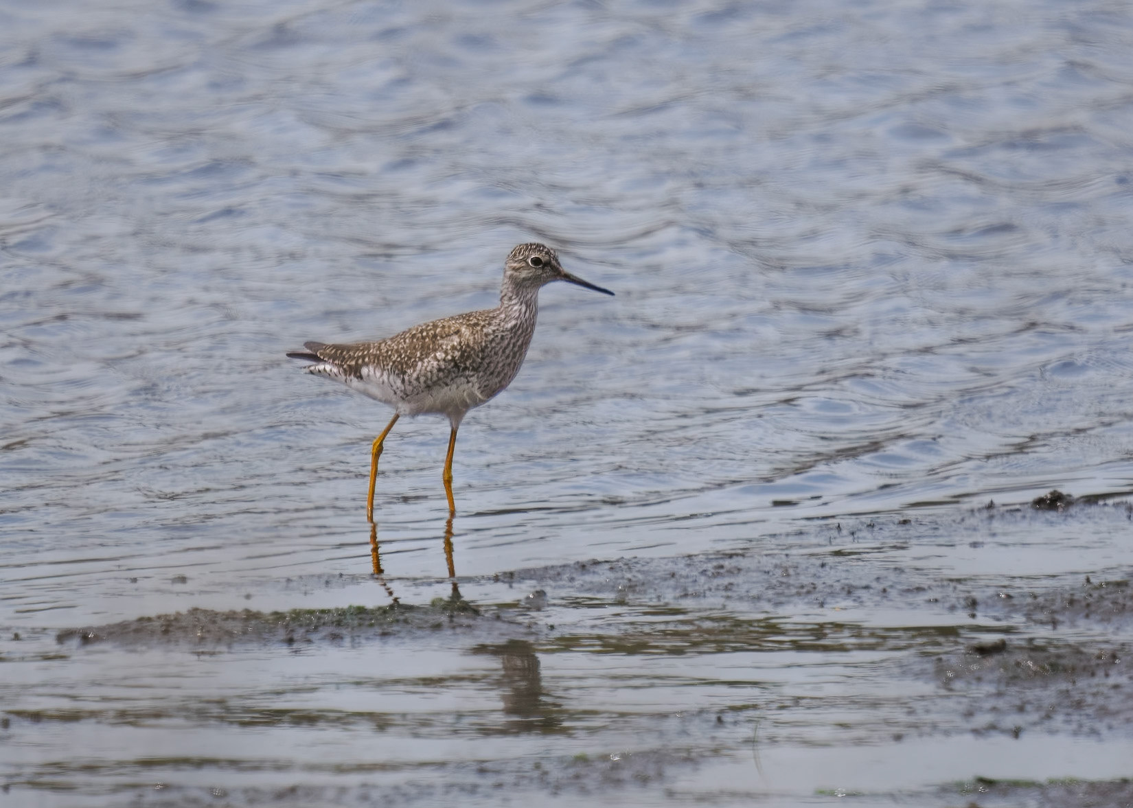 YellowLegs