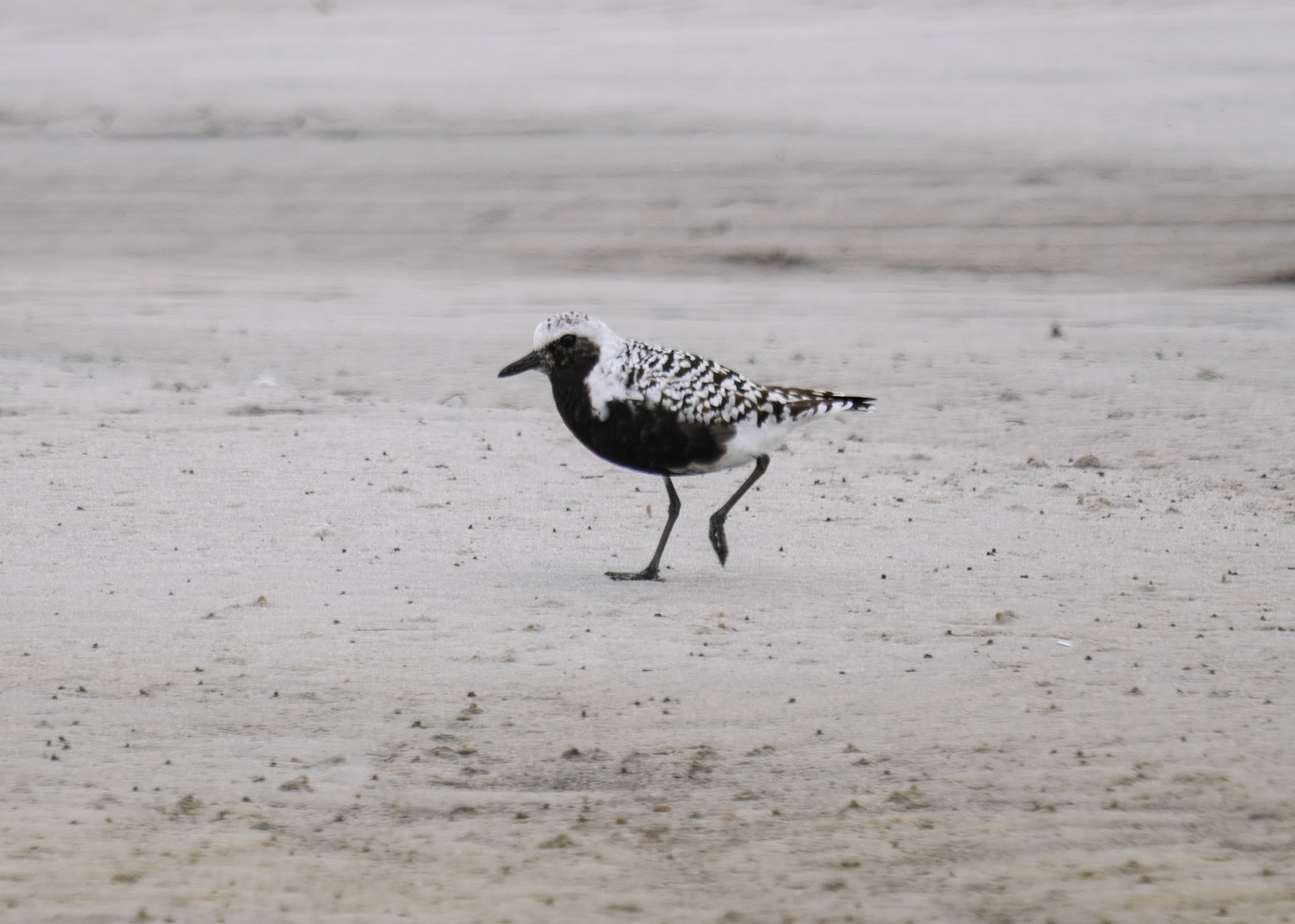 Black-bellied Plover