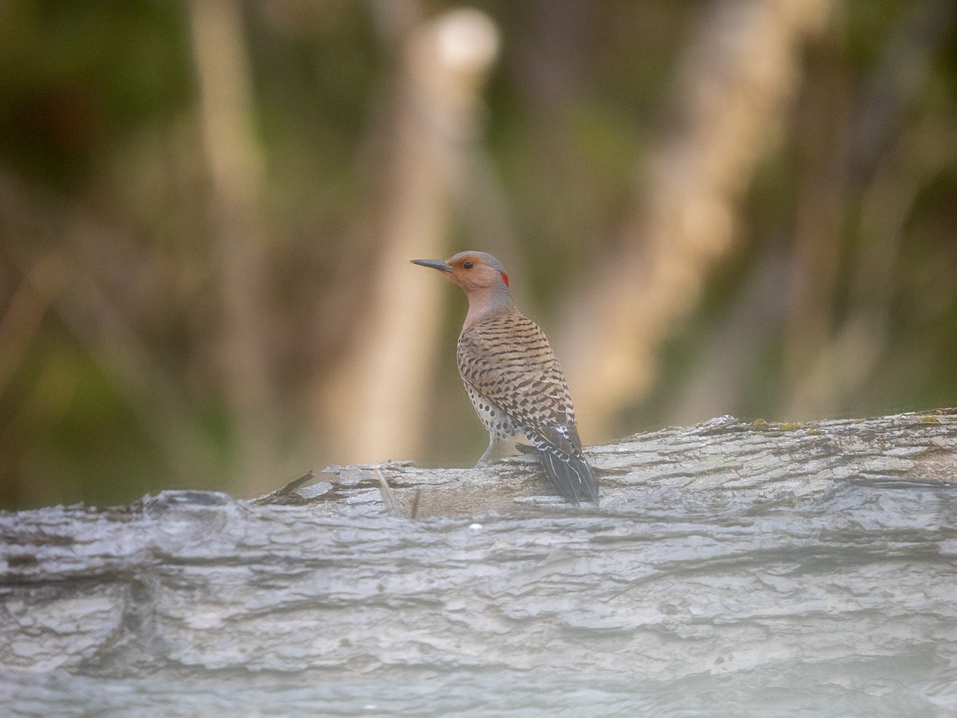 Northern Flicker