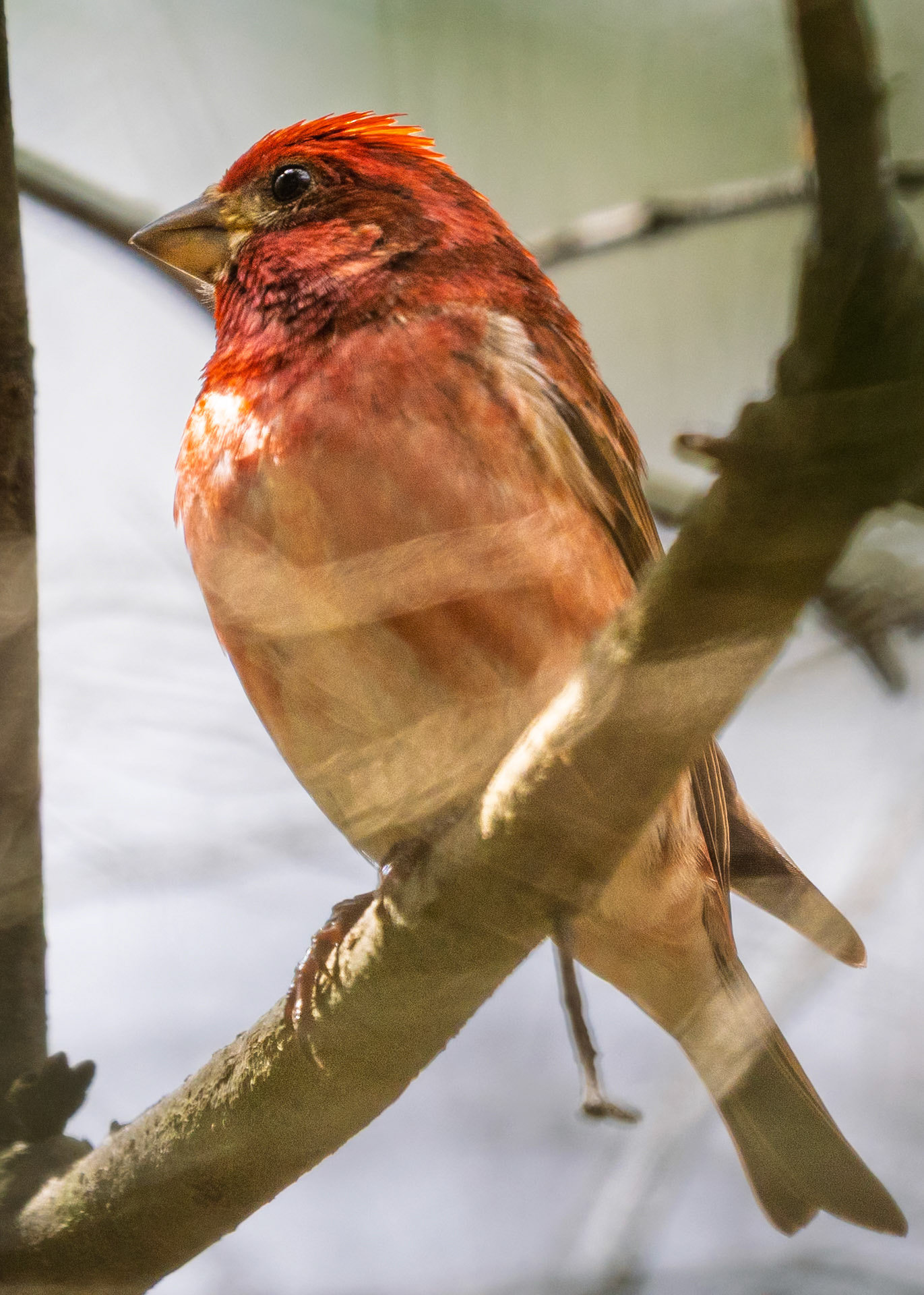 Purple Finch