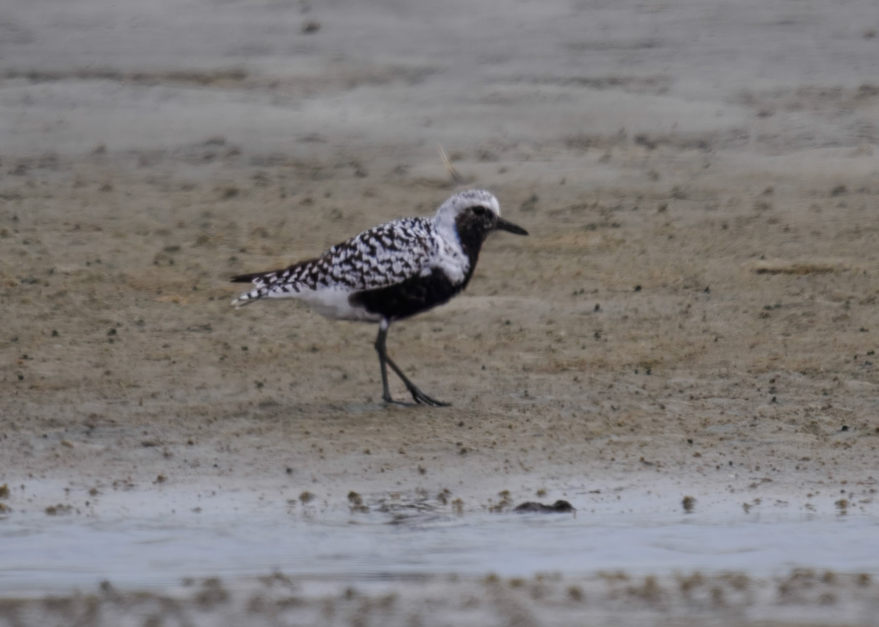 Black-bellied Plover