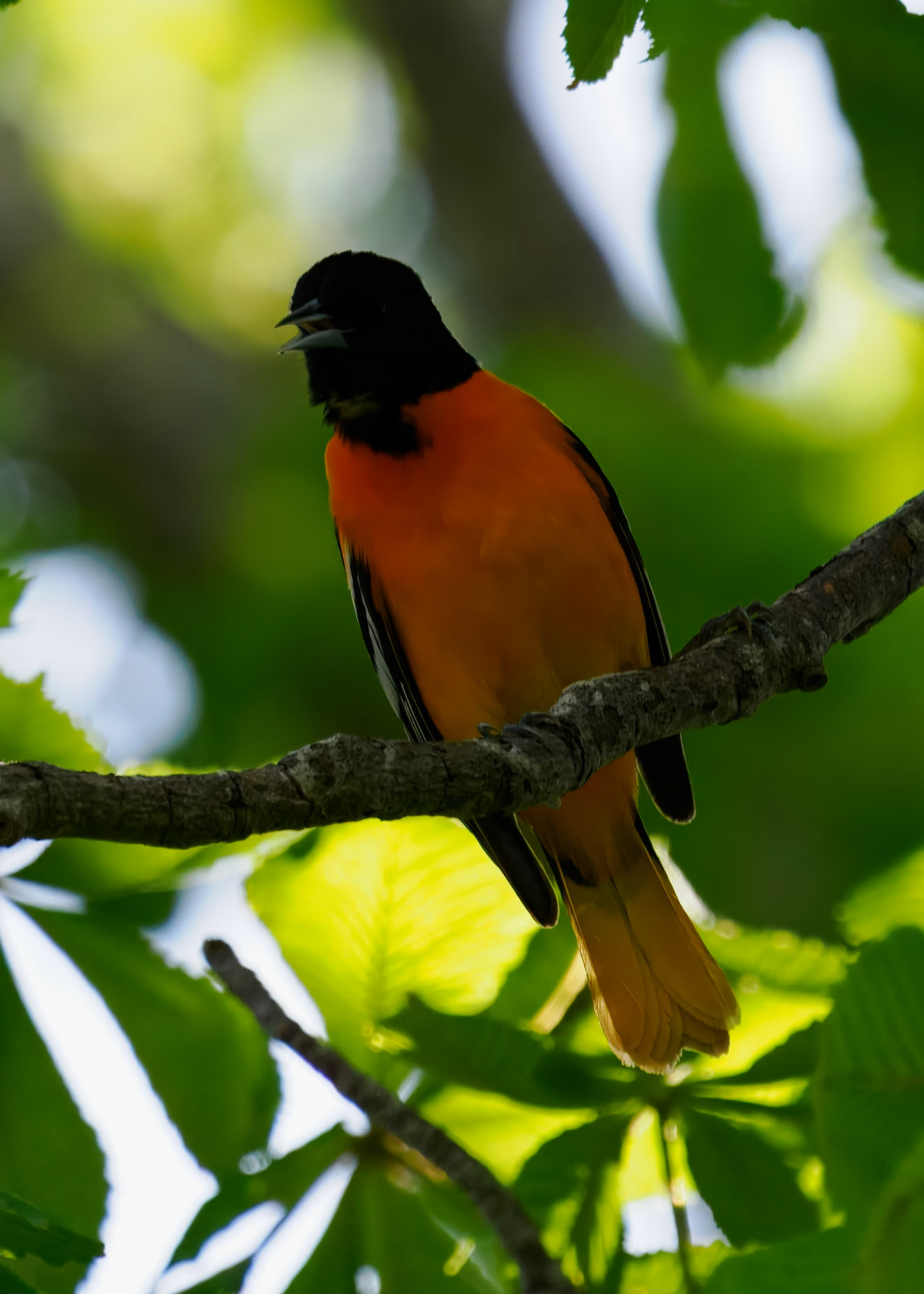 Baltimore Oriole