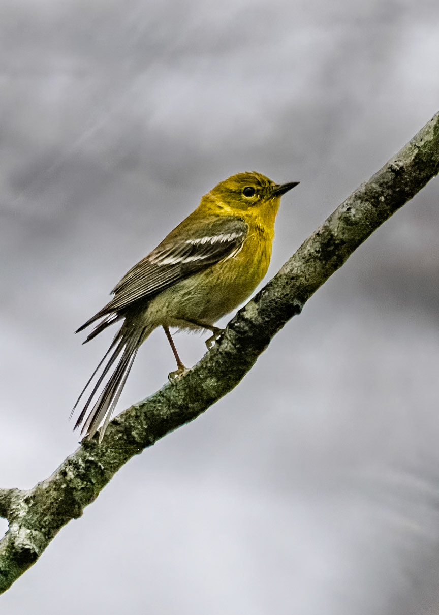 Pine Warbler