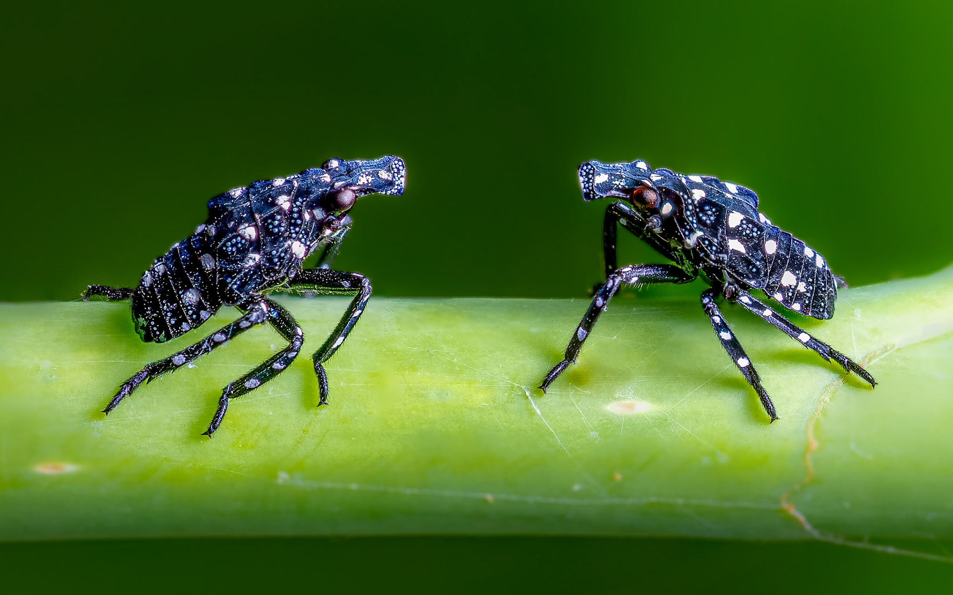 MJS Designs #getolympus