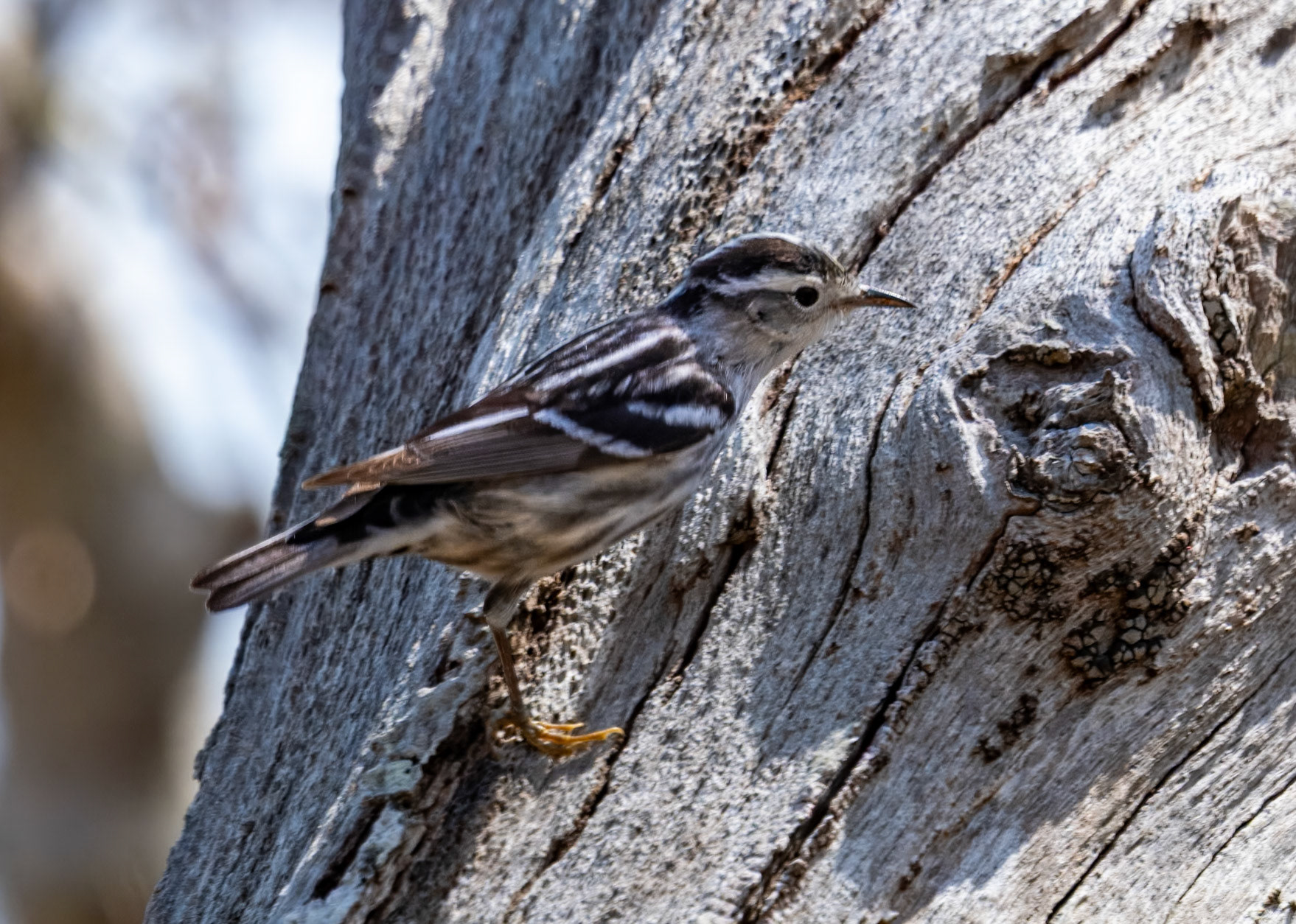 Black & White Warbler