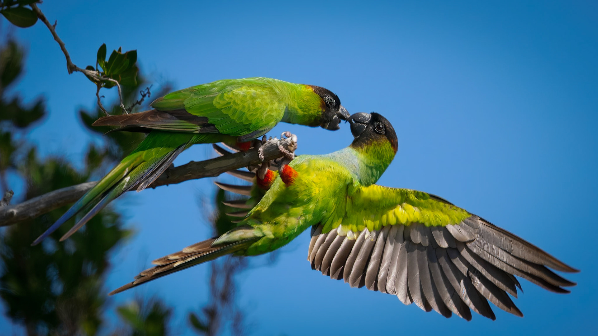 Birds - ParrotFight