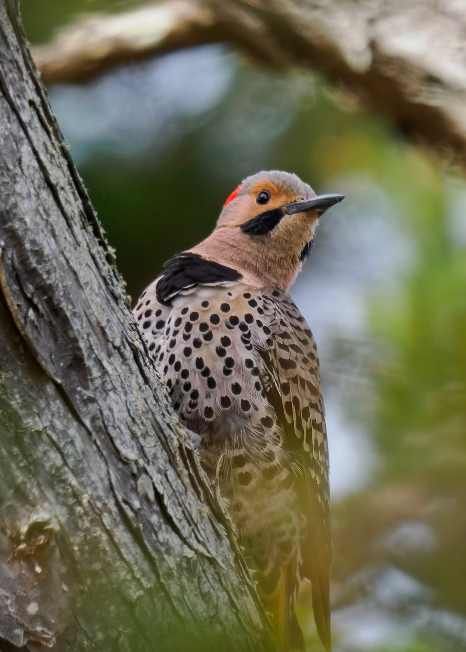 Northern Flicker