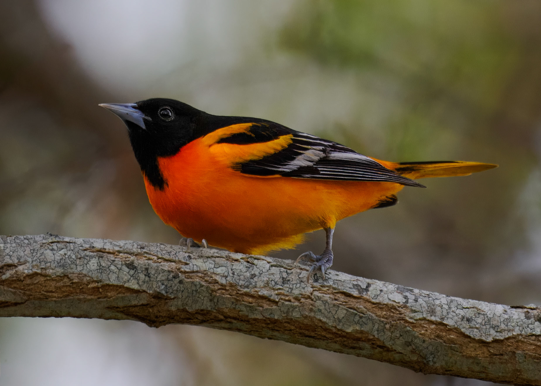 Baltimore Oriole
