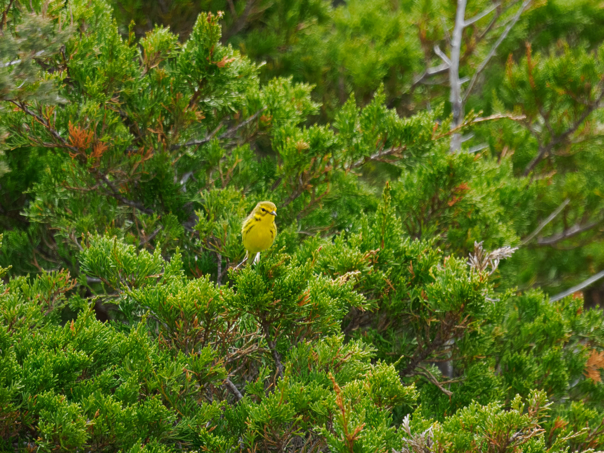 Yellow Warbler