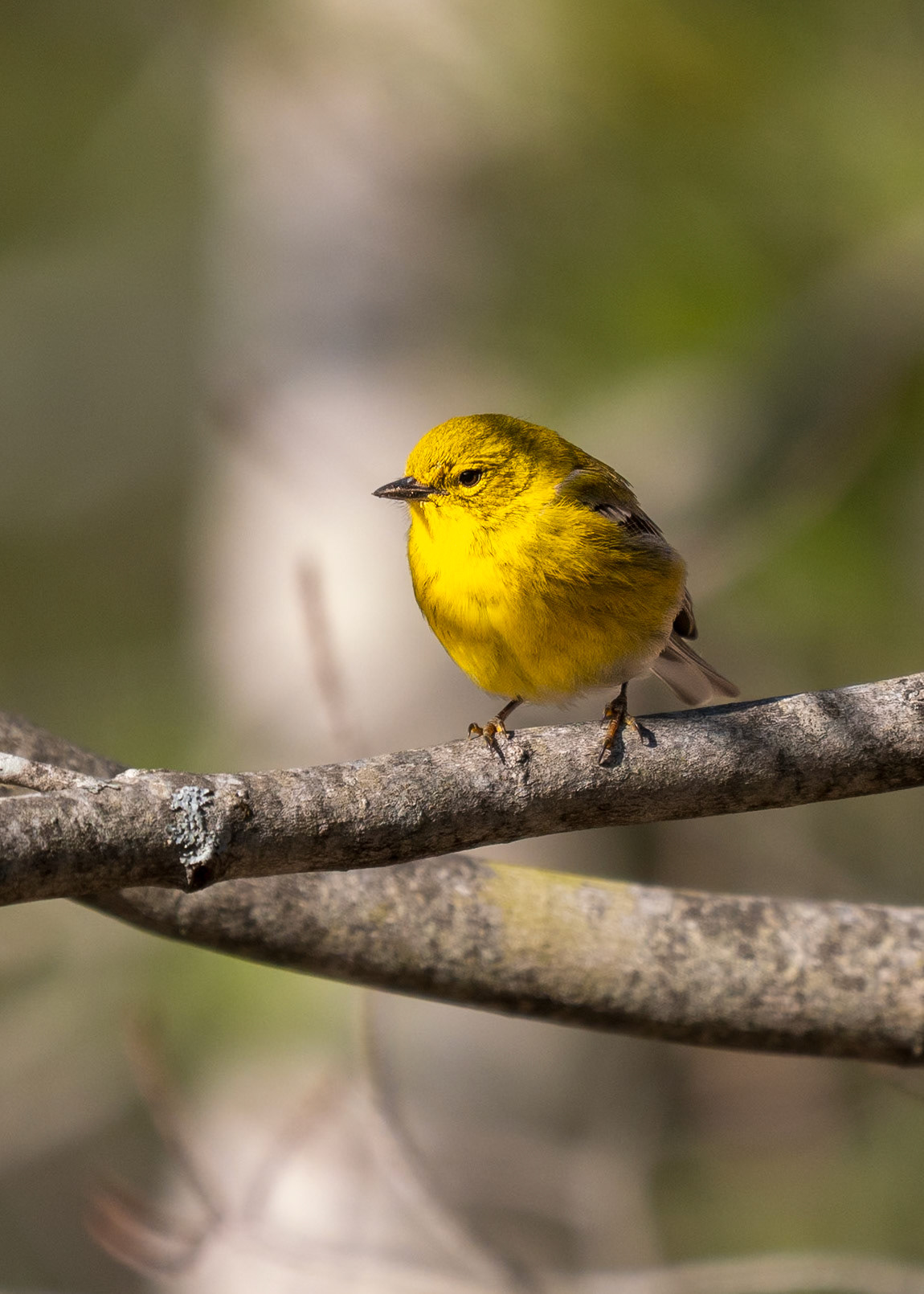 Pine Warbler