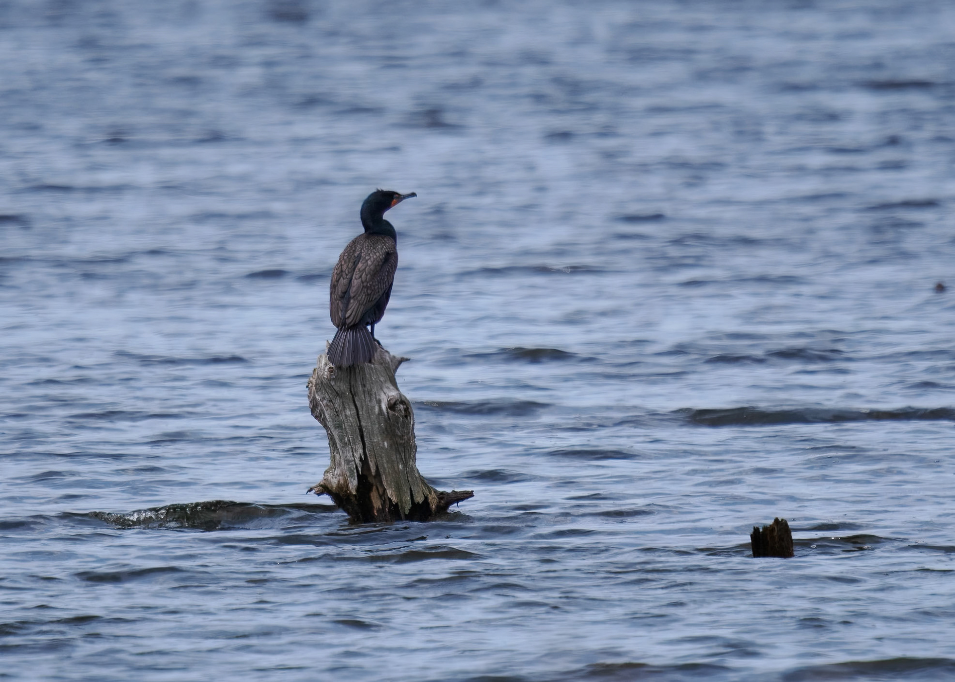 Cormorant