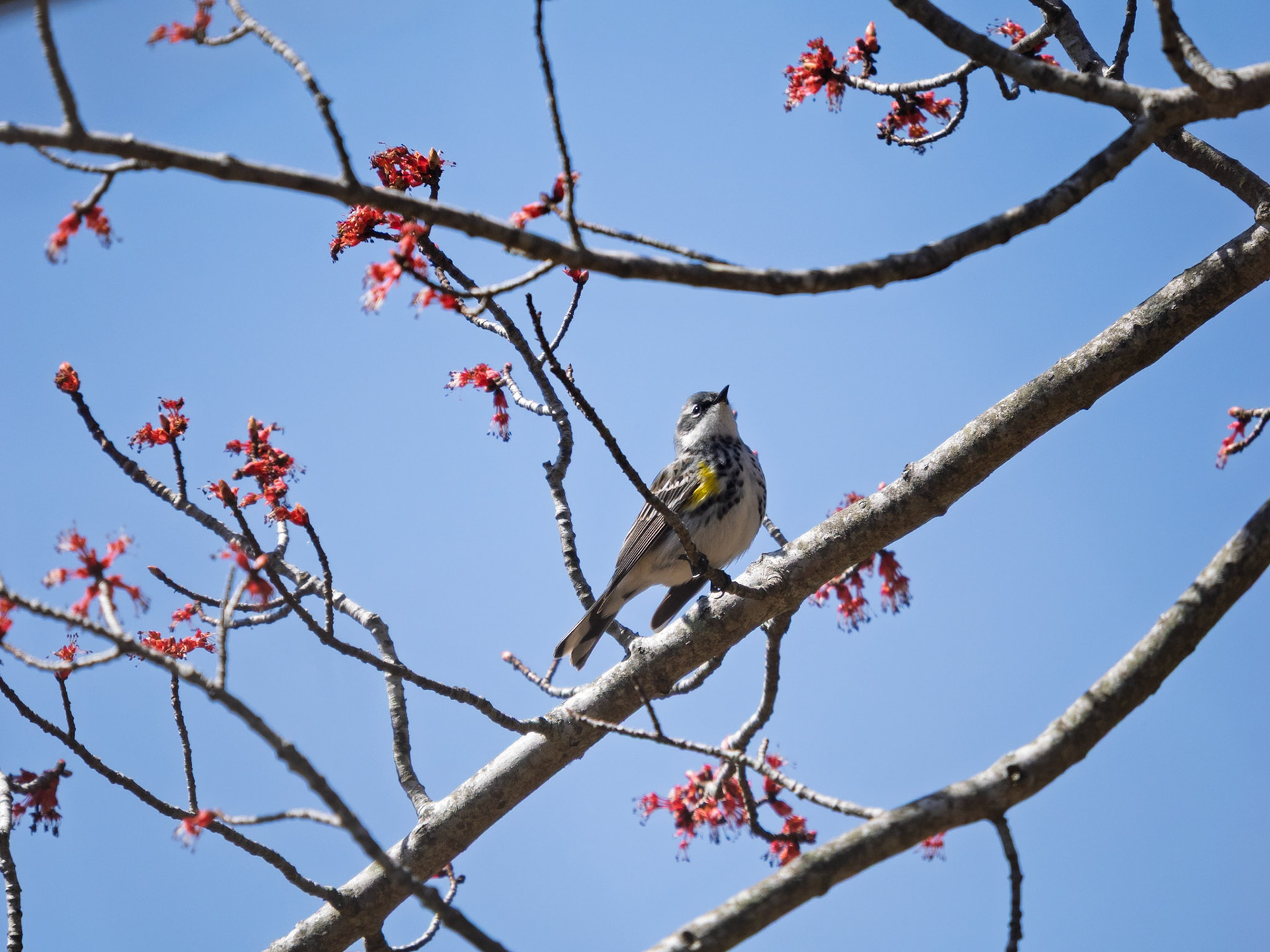 Yellow-Rumped Warbler