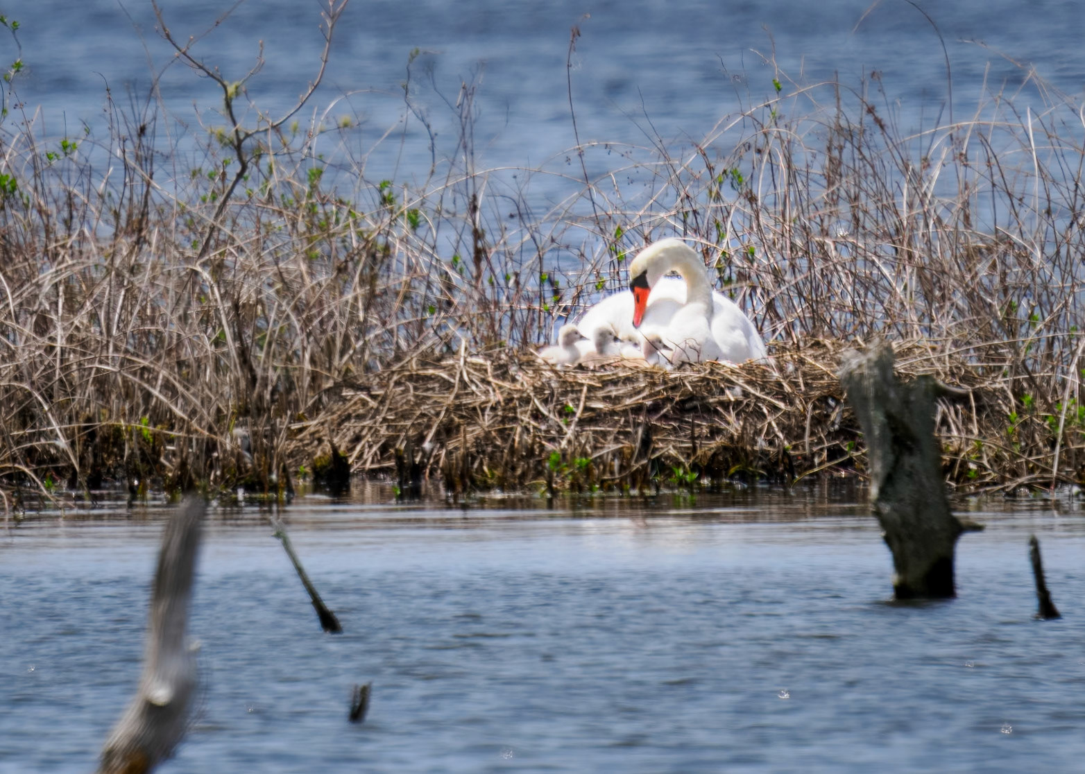 Mute Swan & Cygnets