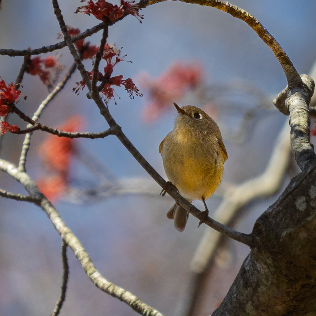 Ruby-crowned Kinglet