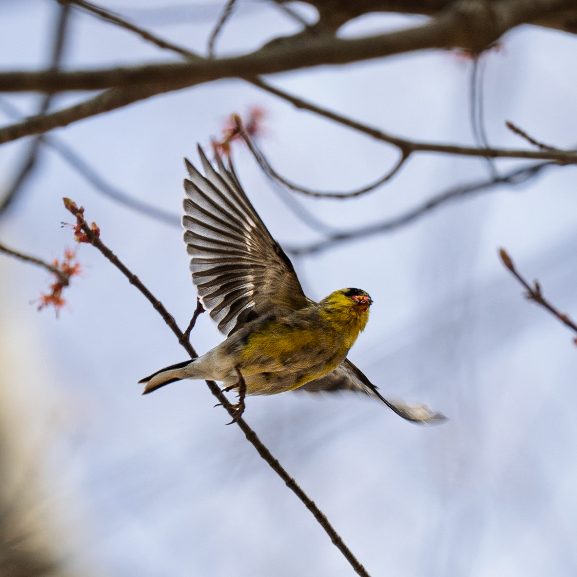 Goldfinch