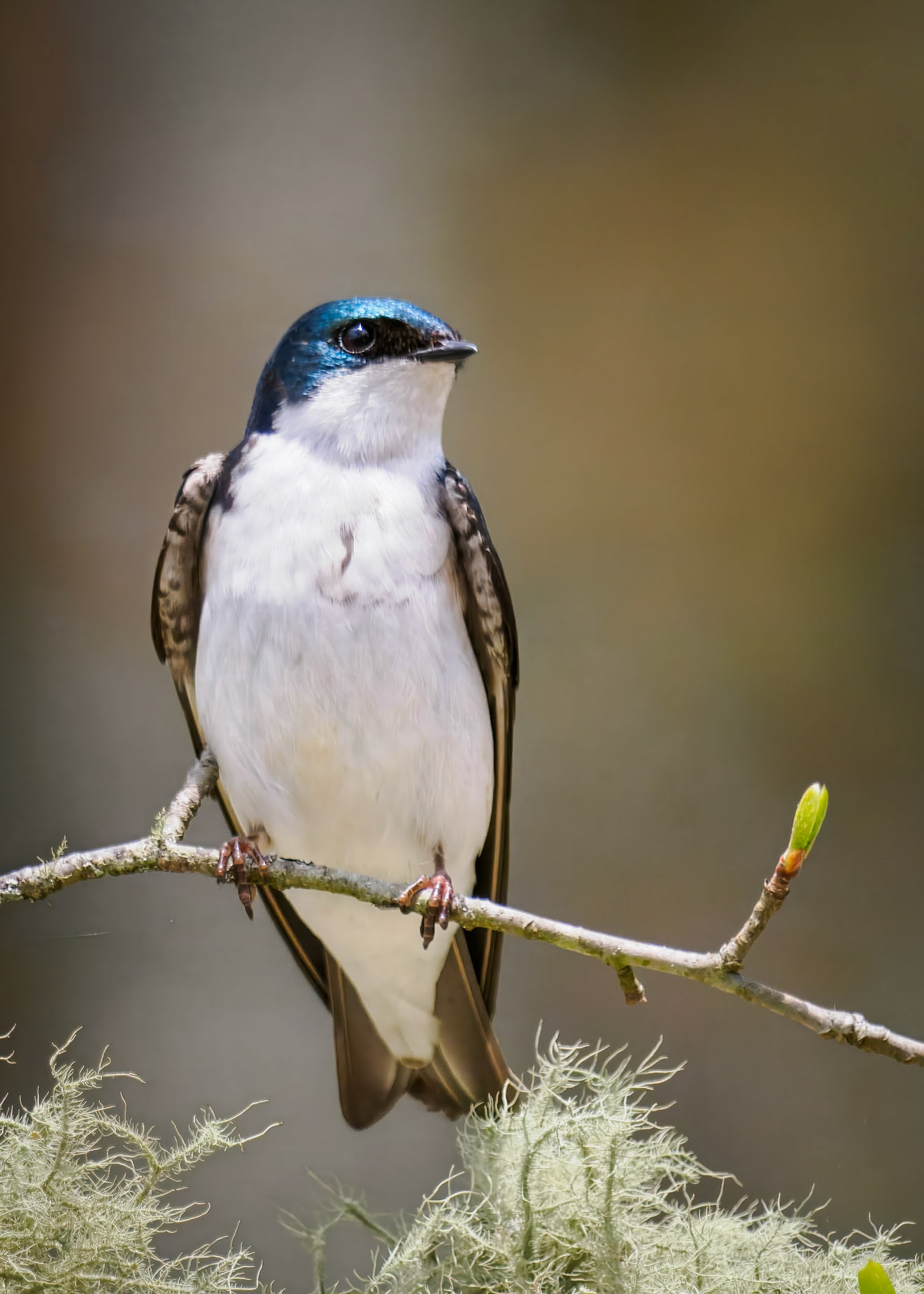 Tree Swallow