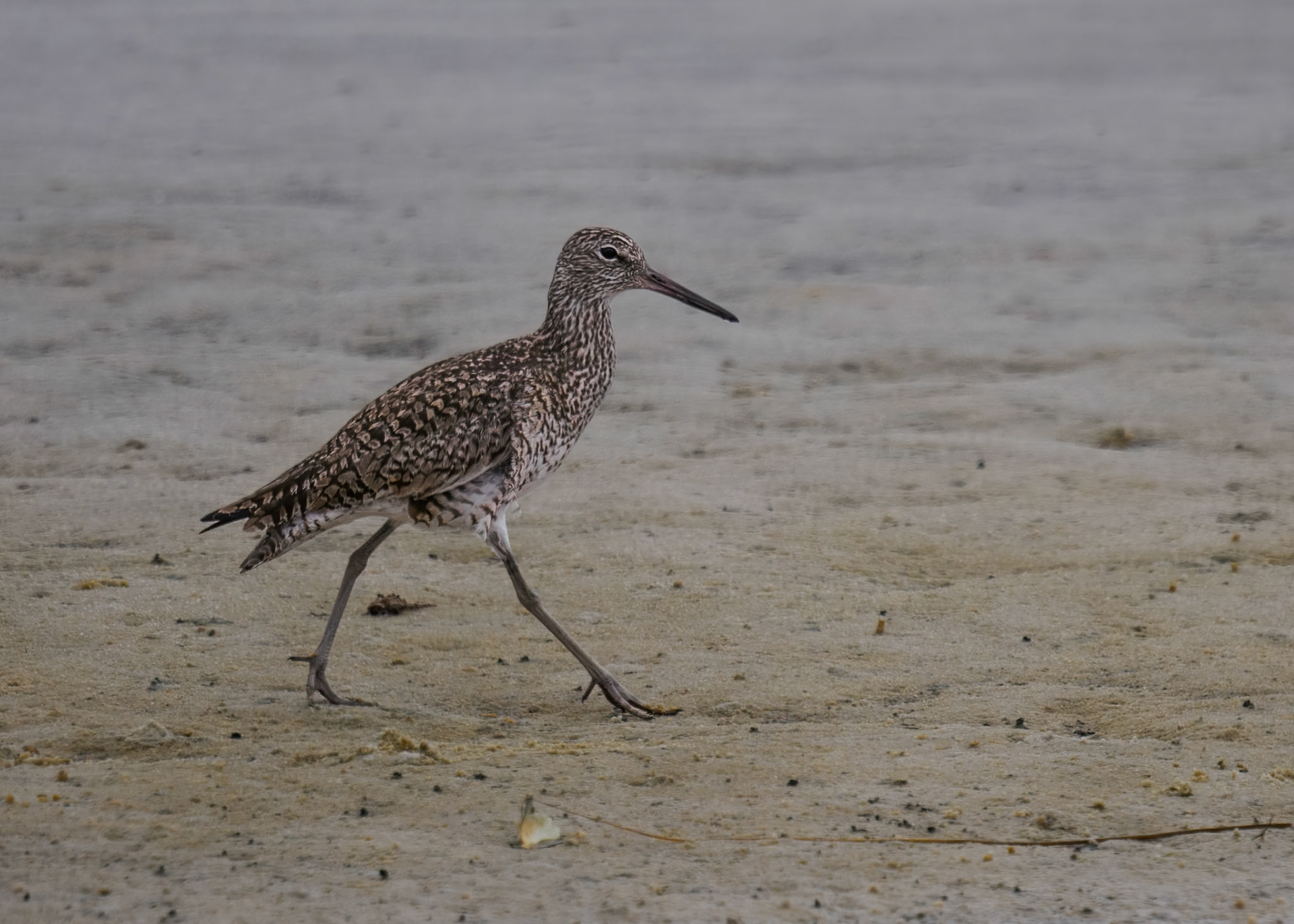 Willet