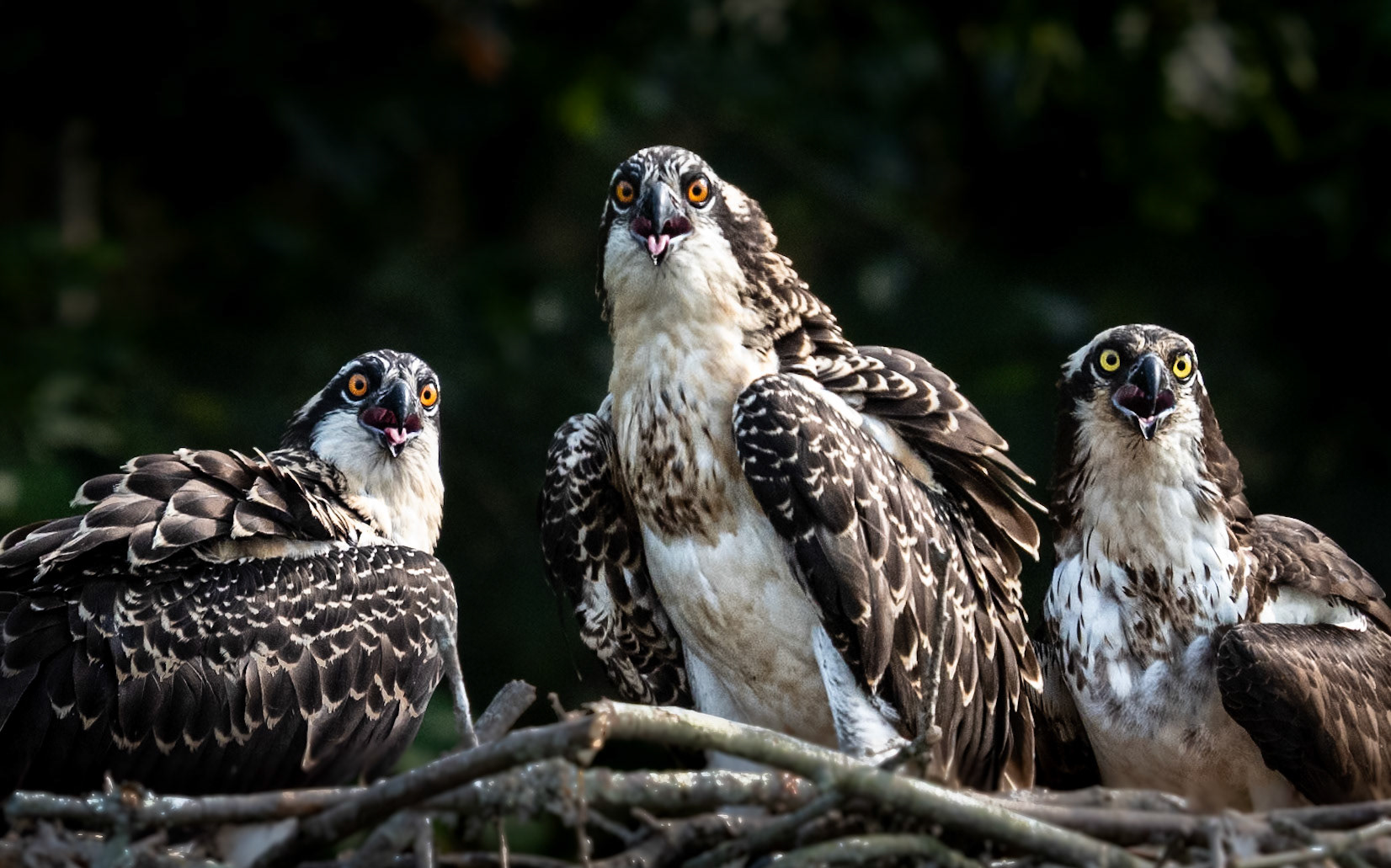 MJS Designs #getolympus