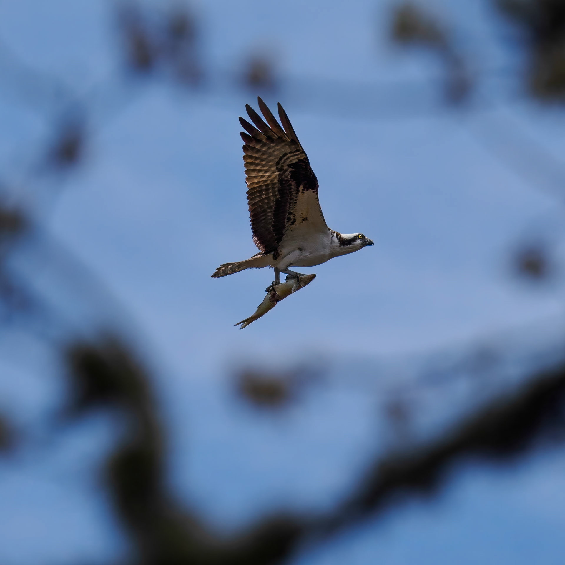 Osprey