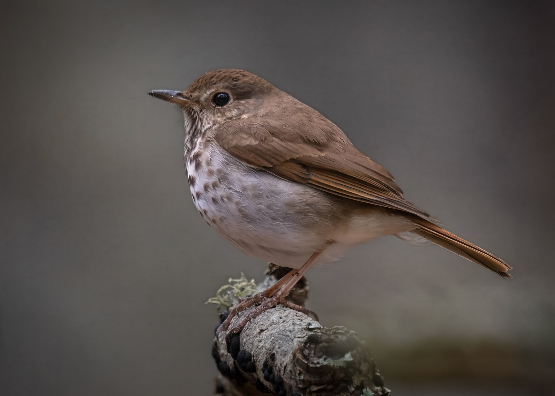 Hermit Thrush