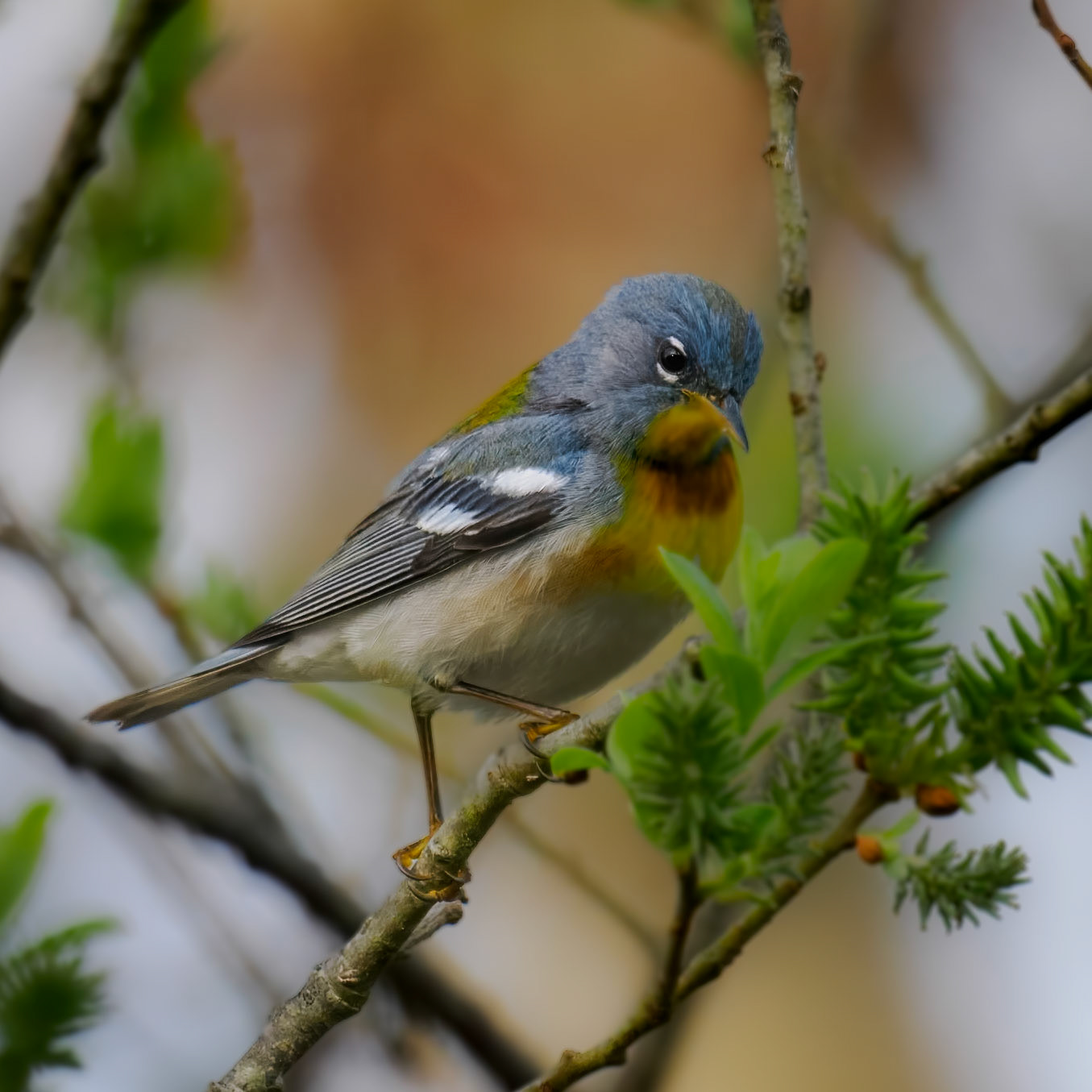 Northern Parula