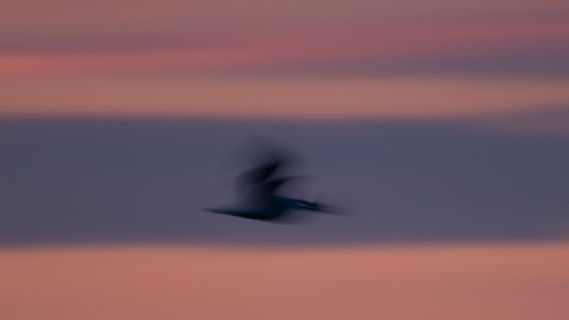 Motion Blur Gull