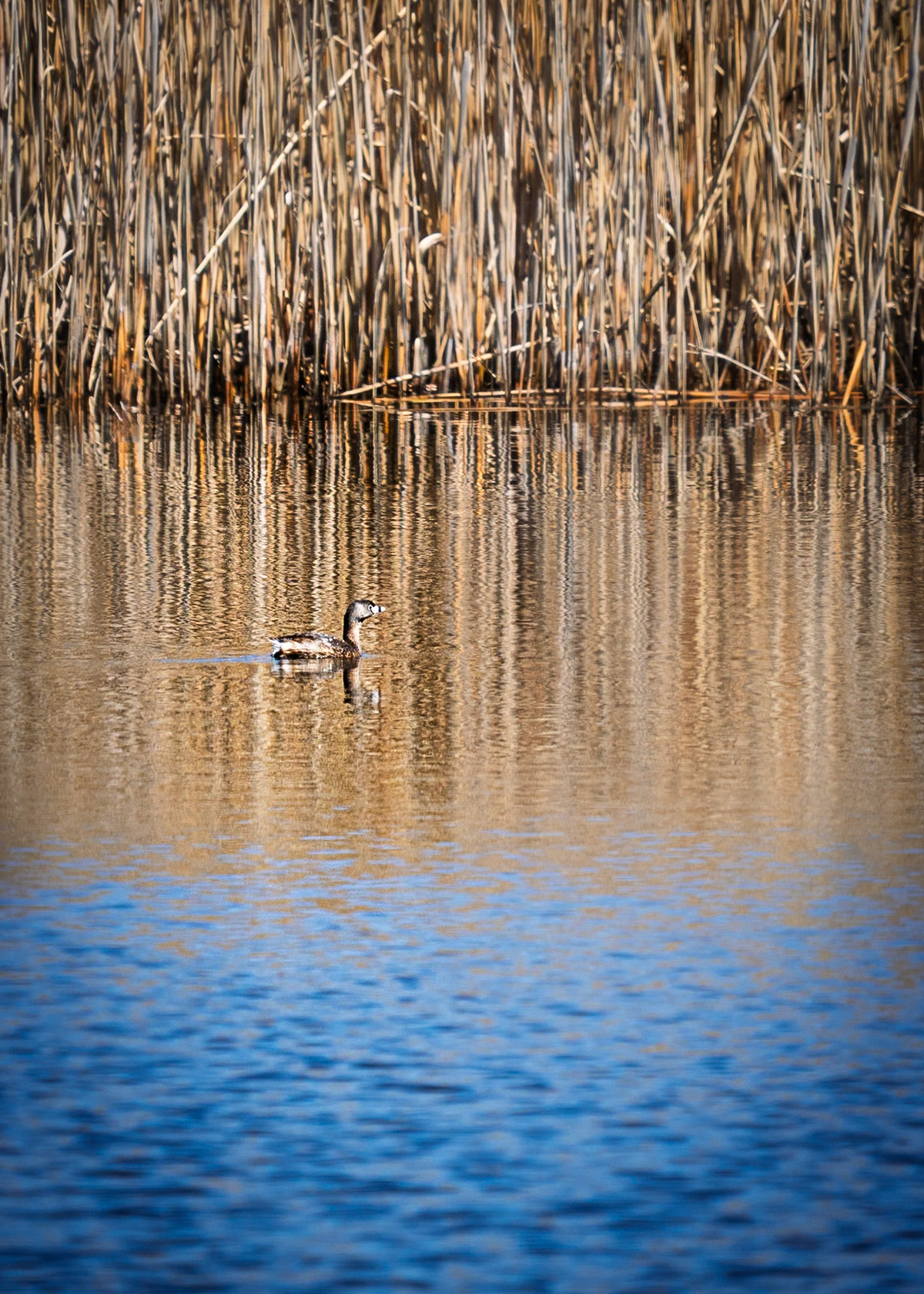 Grebe