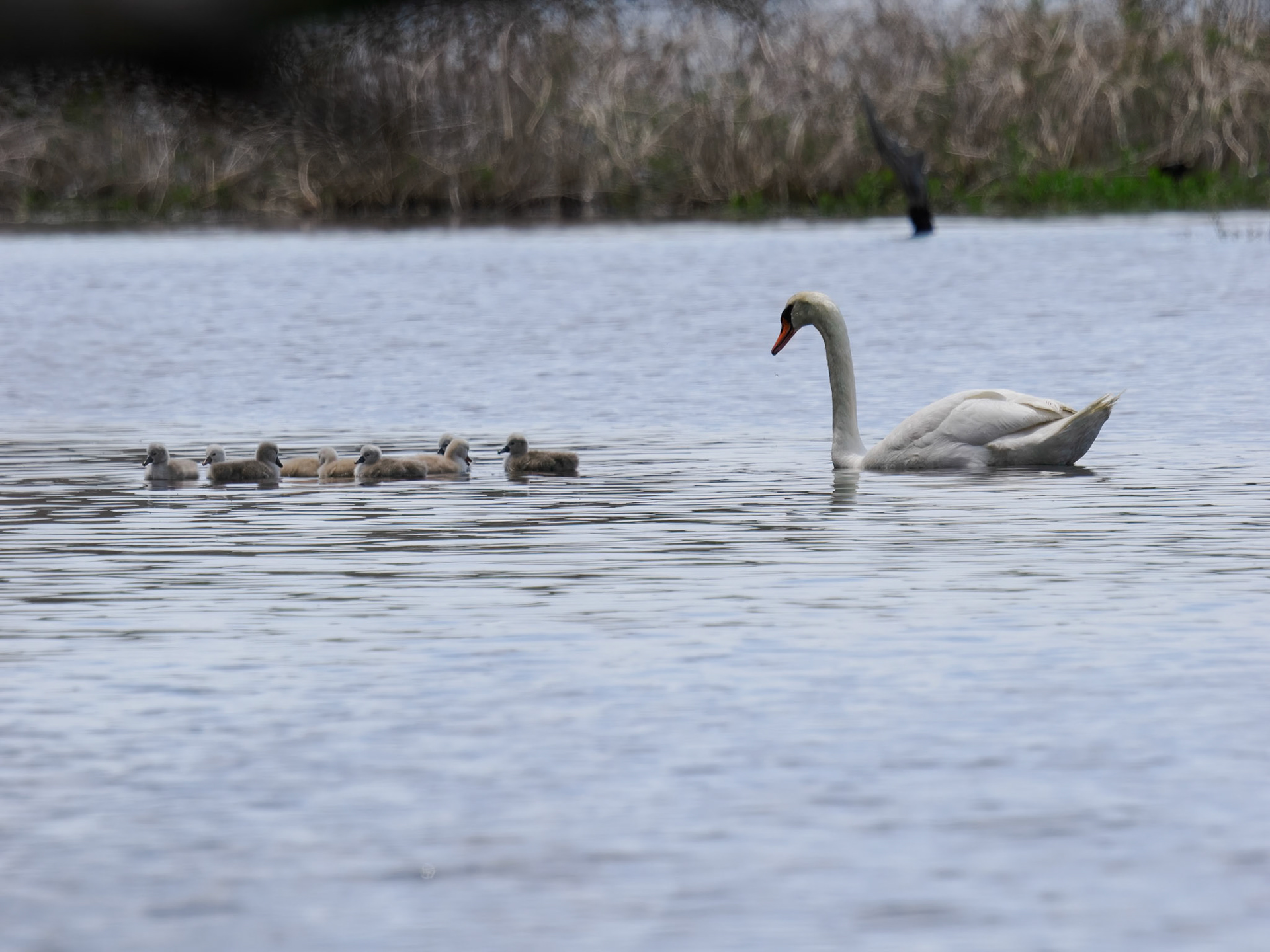 Mute Swan & Cygnets