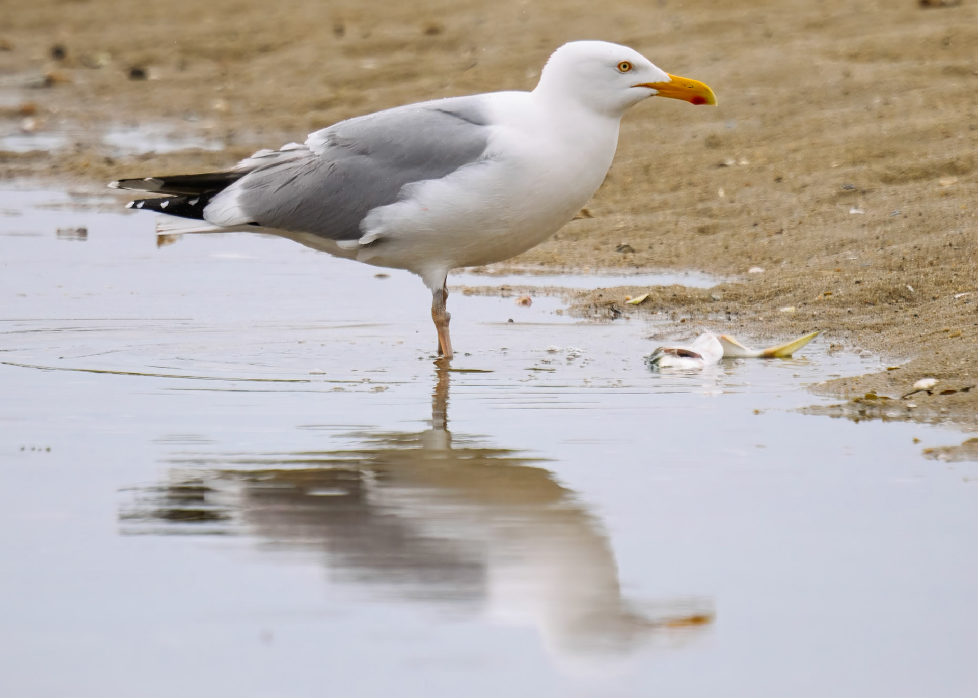 Herring Gull