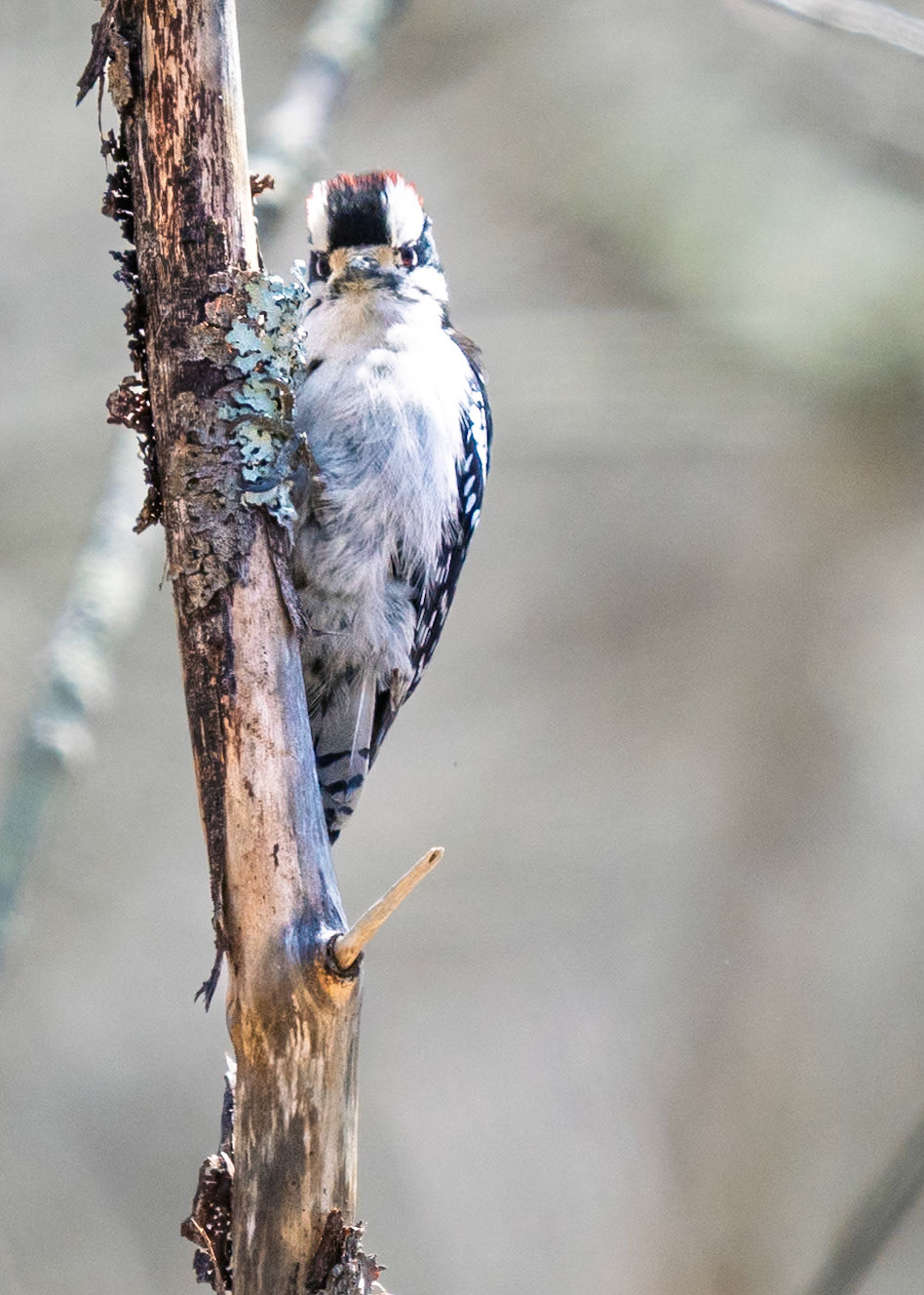 Downy Woodpecker