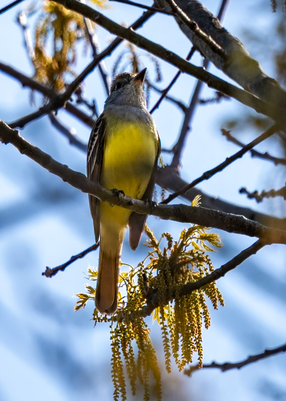 Great Crested Fly Catcher