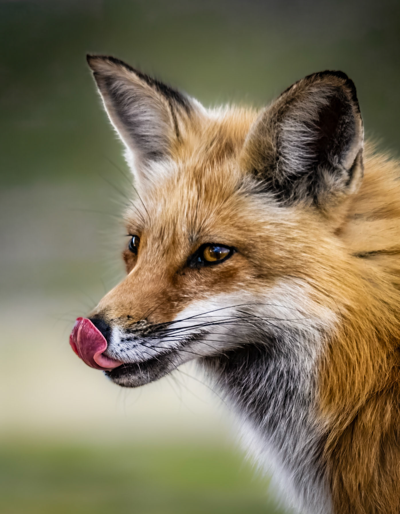 Mummy Fox