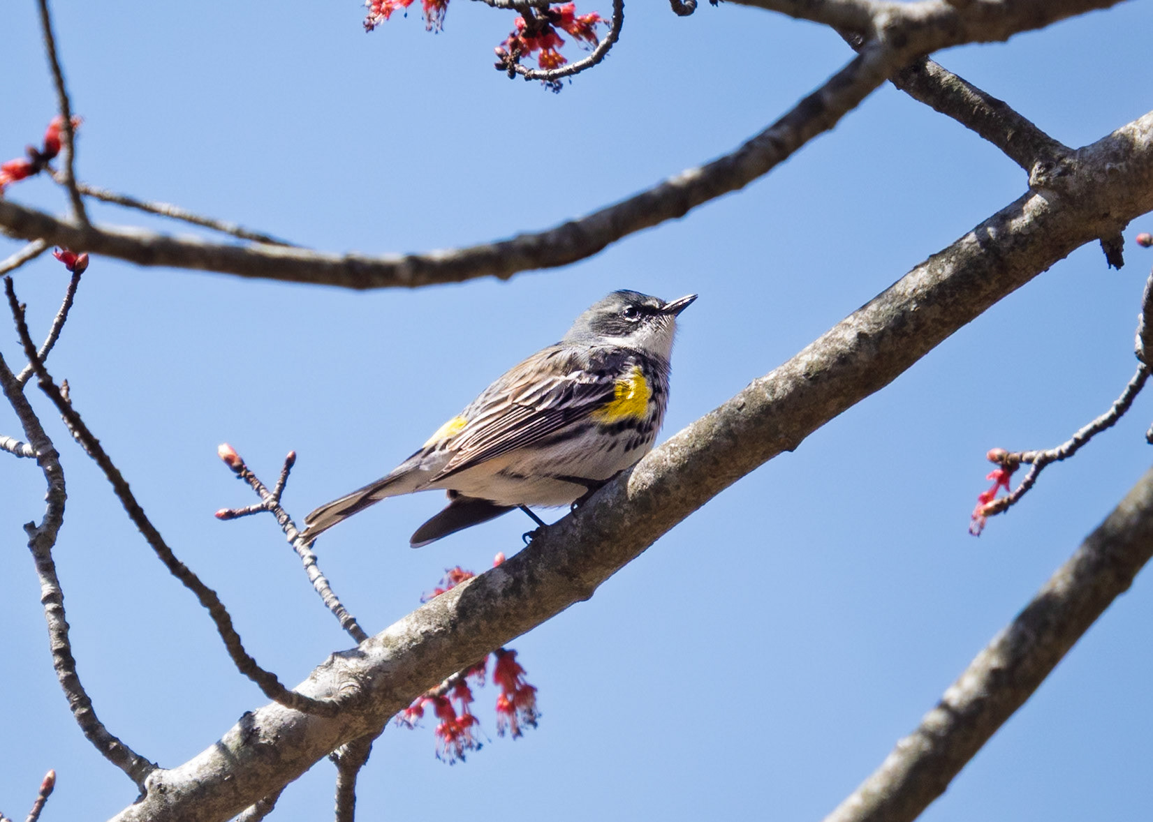 Yellow-Rumped Warbler