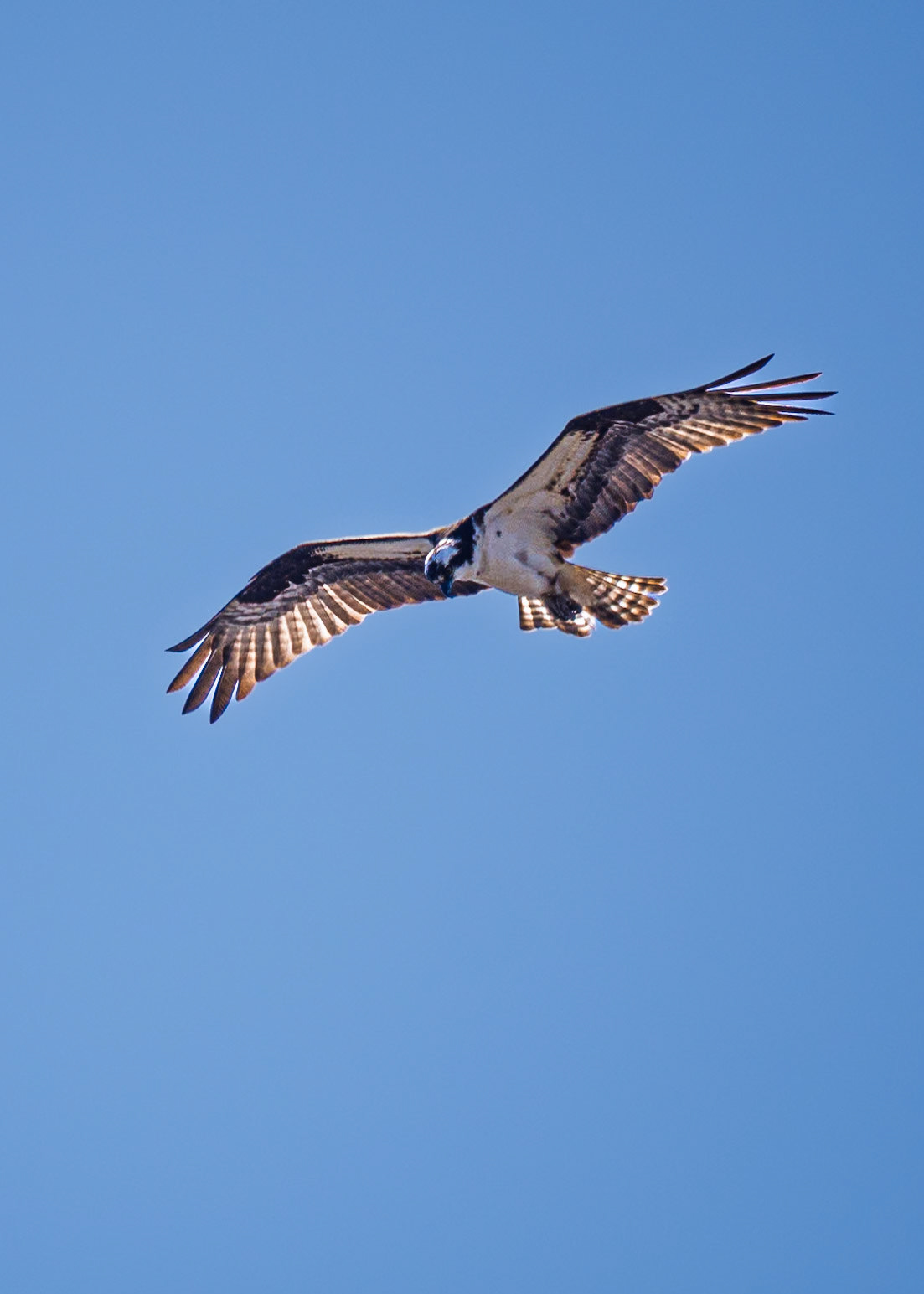 Osprey