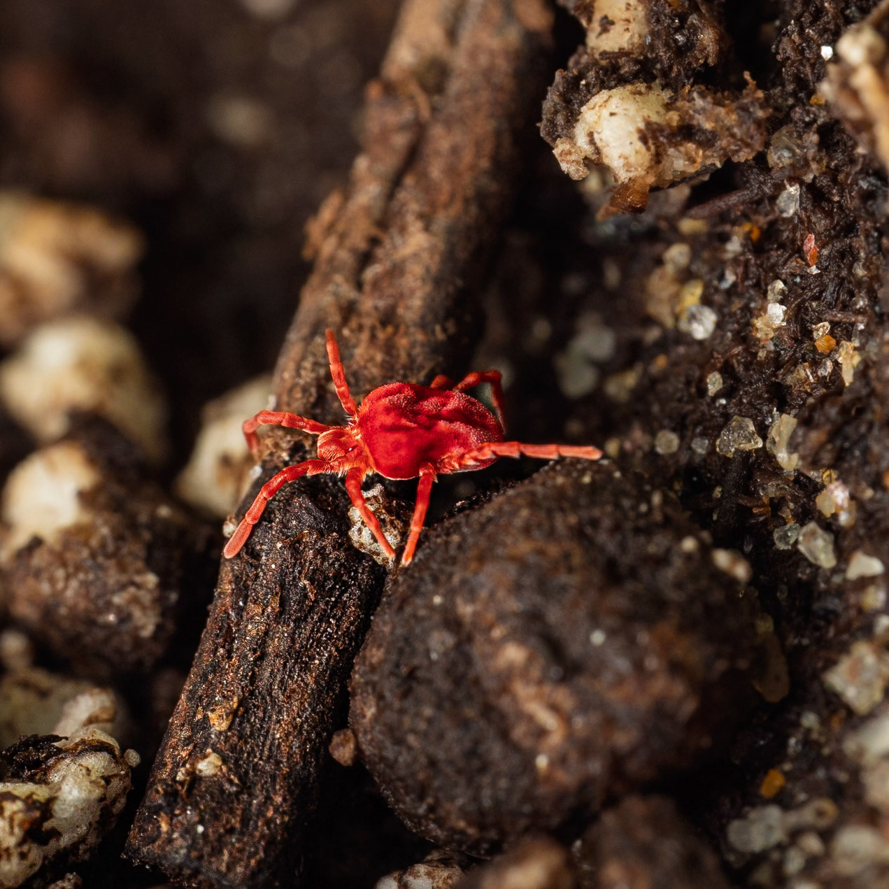 Red Spider (Not A Bird)