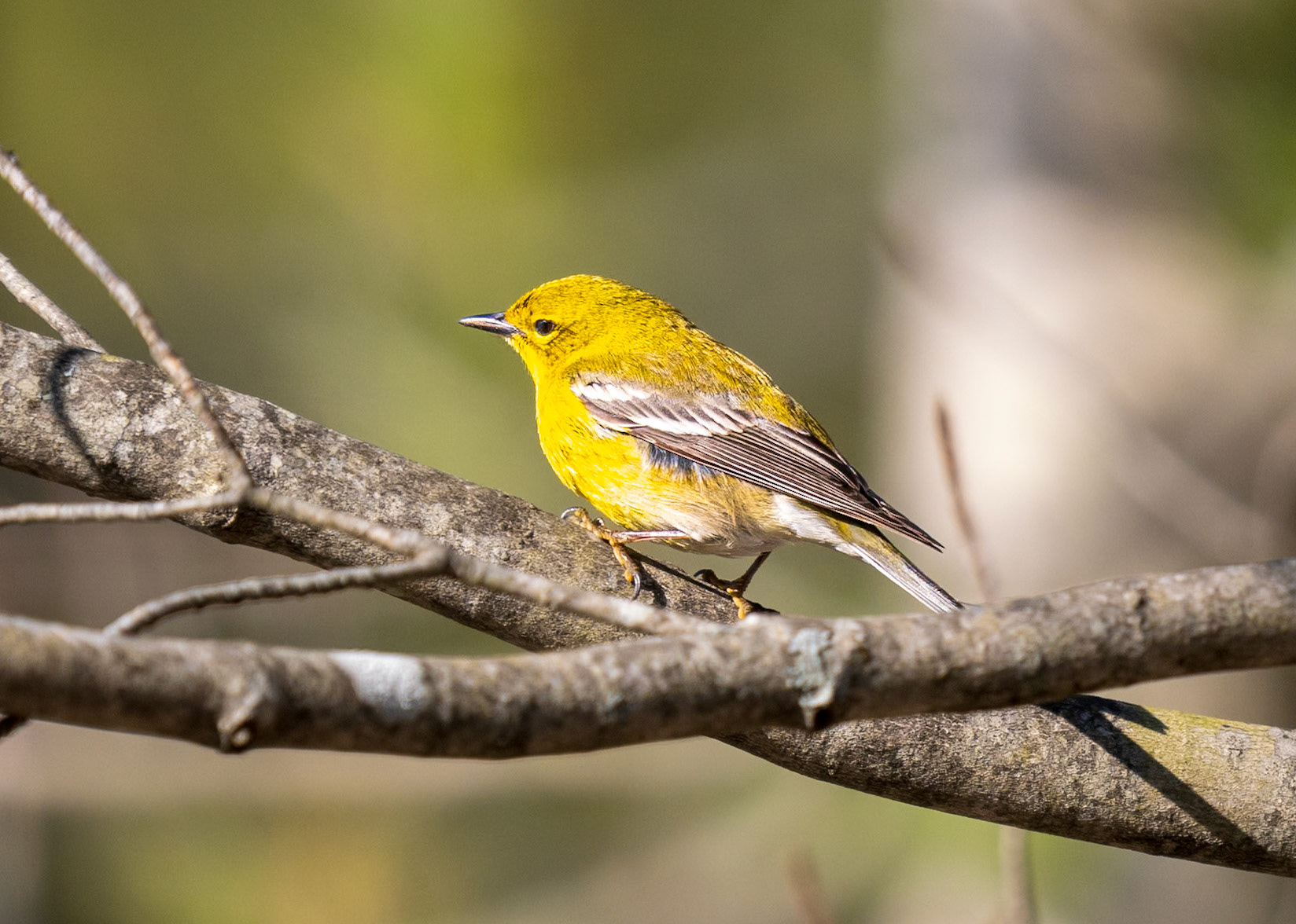 Pine Warbler