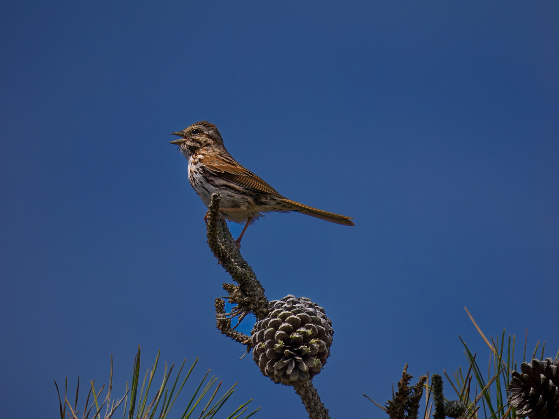 Song Sparrow