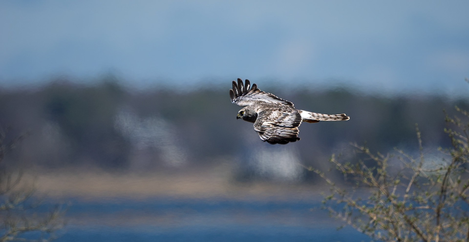 Northern Harrier