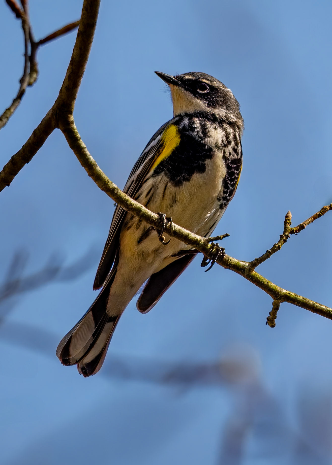 Yellow Rumped Warbler
