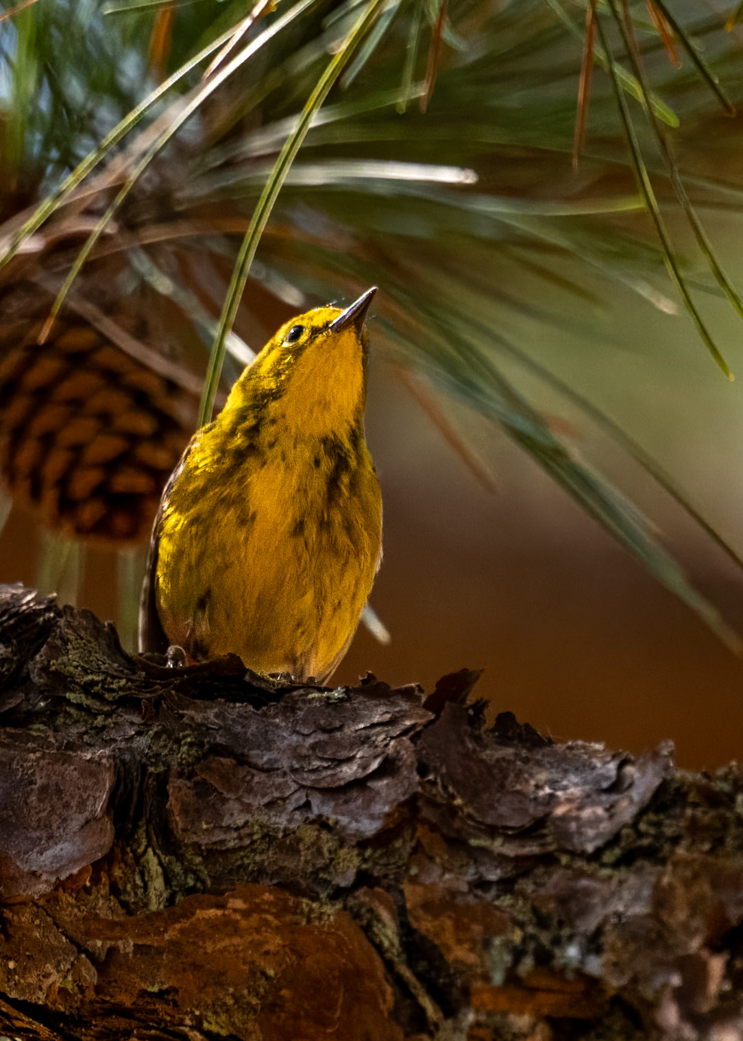 Pine Warbler - tagged