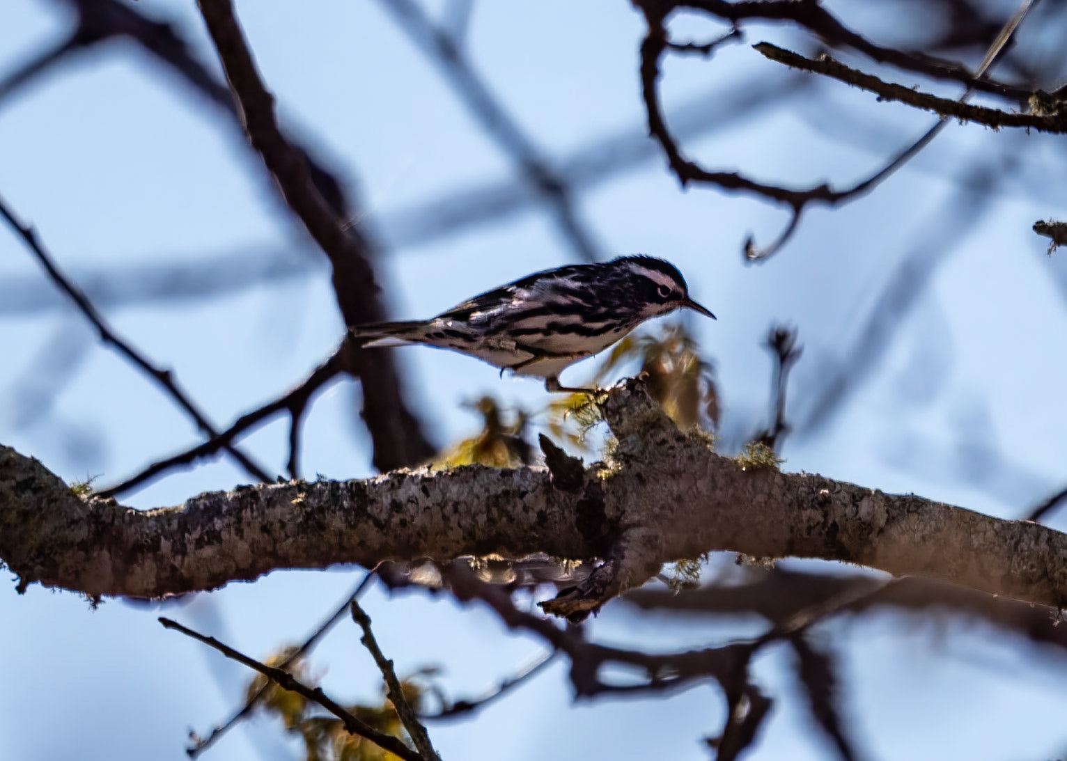 Black & White Warbler