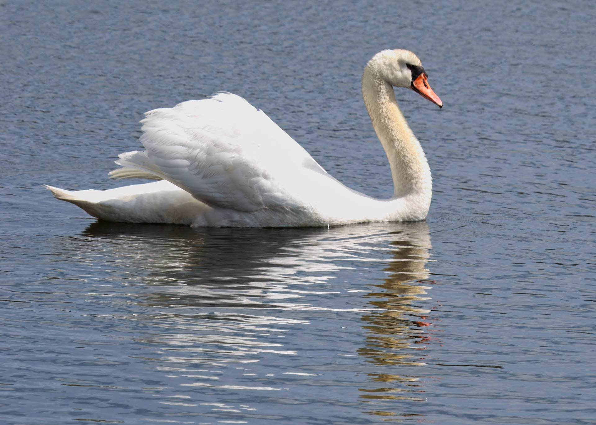 Mute Swan