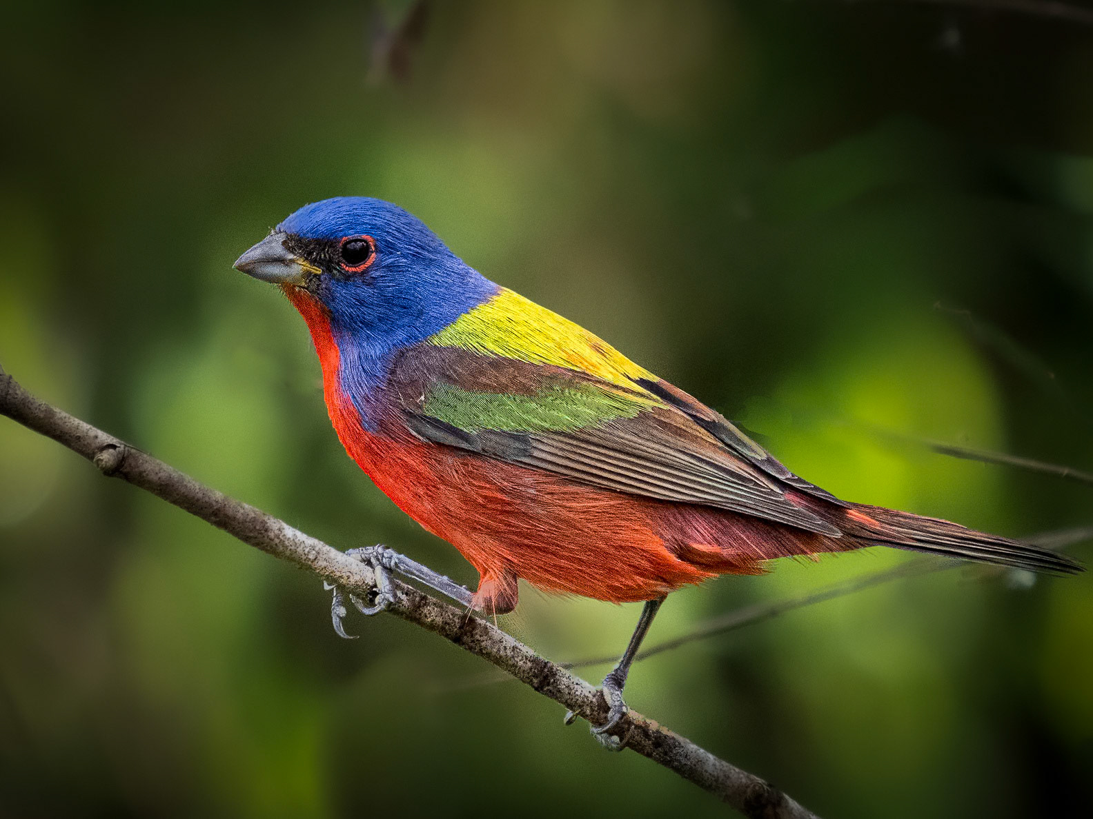 MJS Designs #getolympus