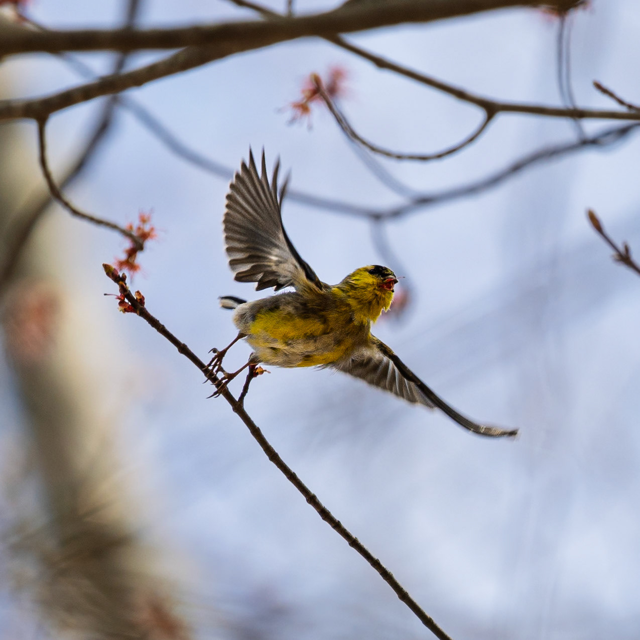 Goldfinch