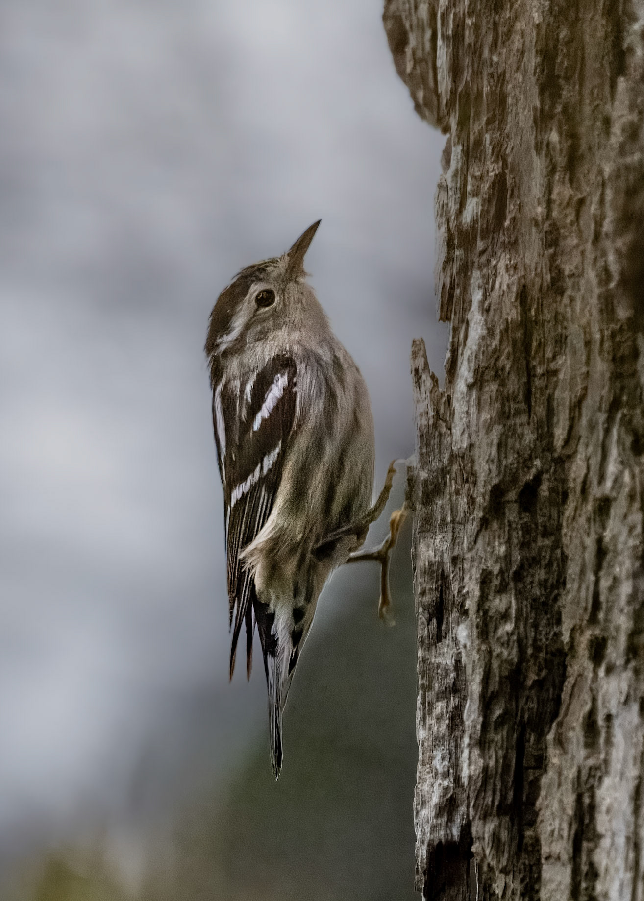 Black & White Warbler