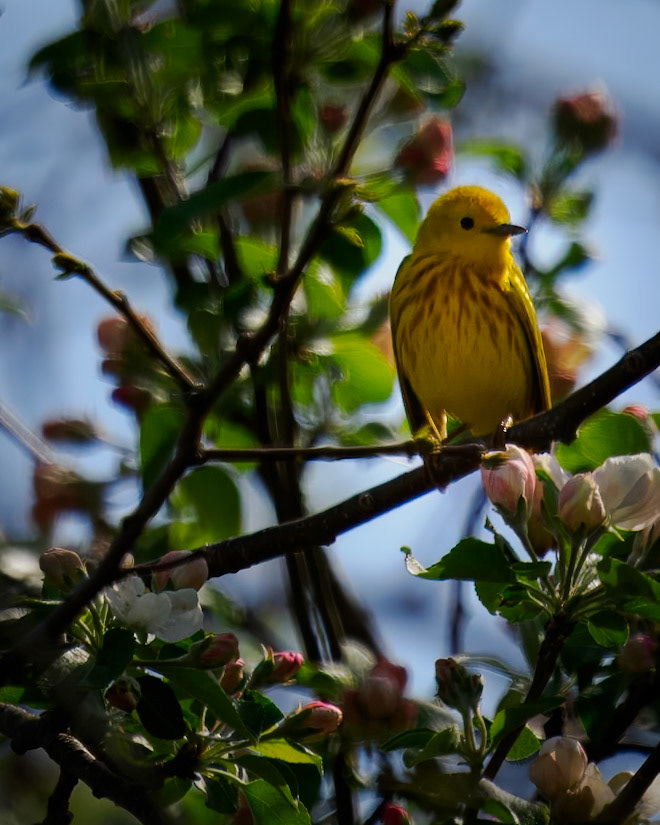 Yellow Warbler