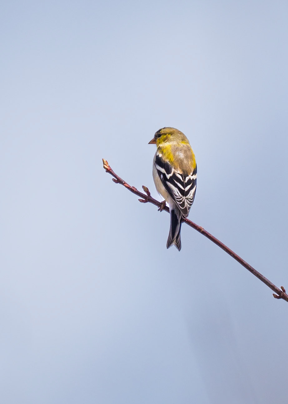 Goldfinch