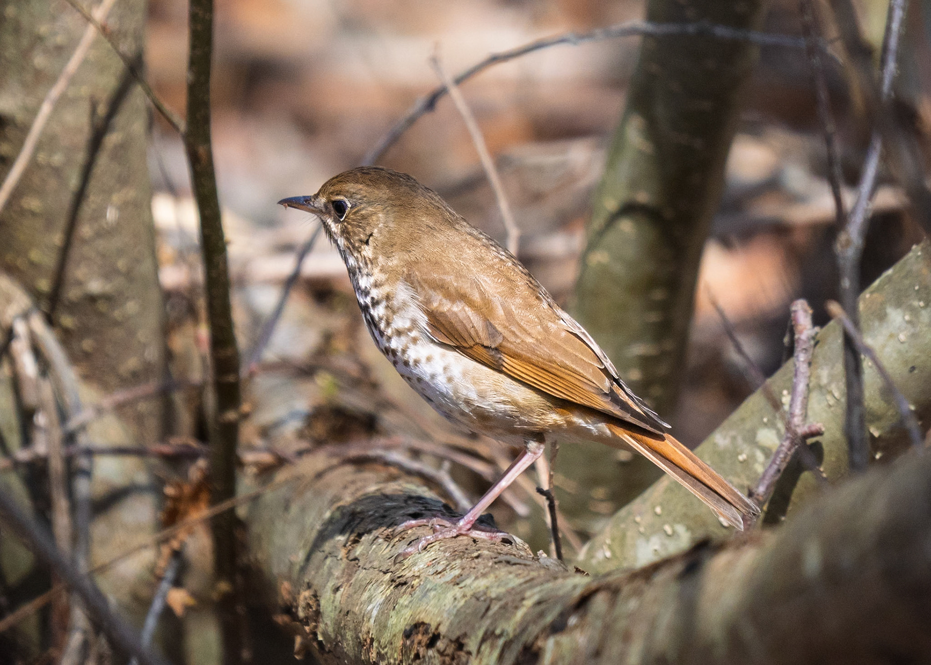 Hermit Thrush