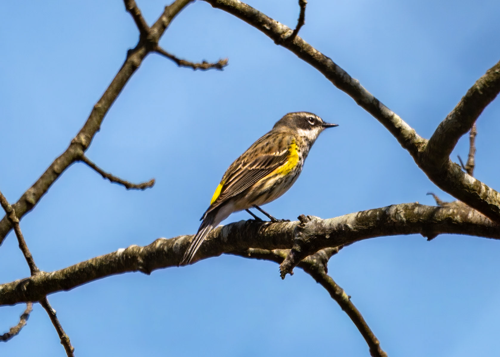 Yellow Rumped Warbler
